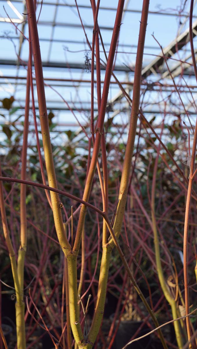 Cornus sericea 'Cardinal' Tuinplanten