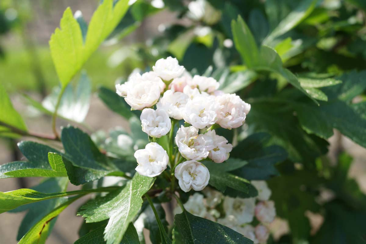 Crataegus mordenensis 'Toba' op stam bloem