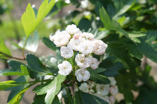 Crataegus mordenensis 'Toba' Tuinplanten bloem