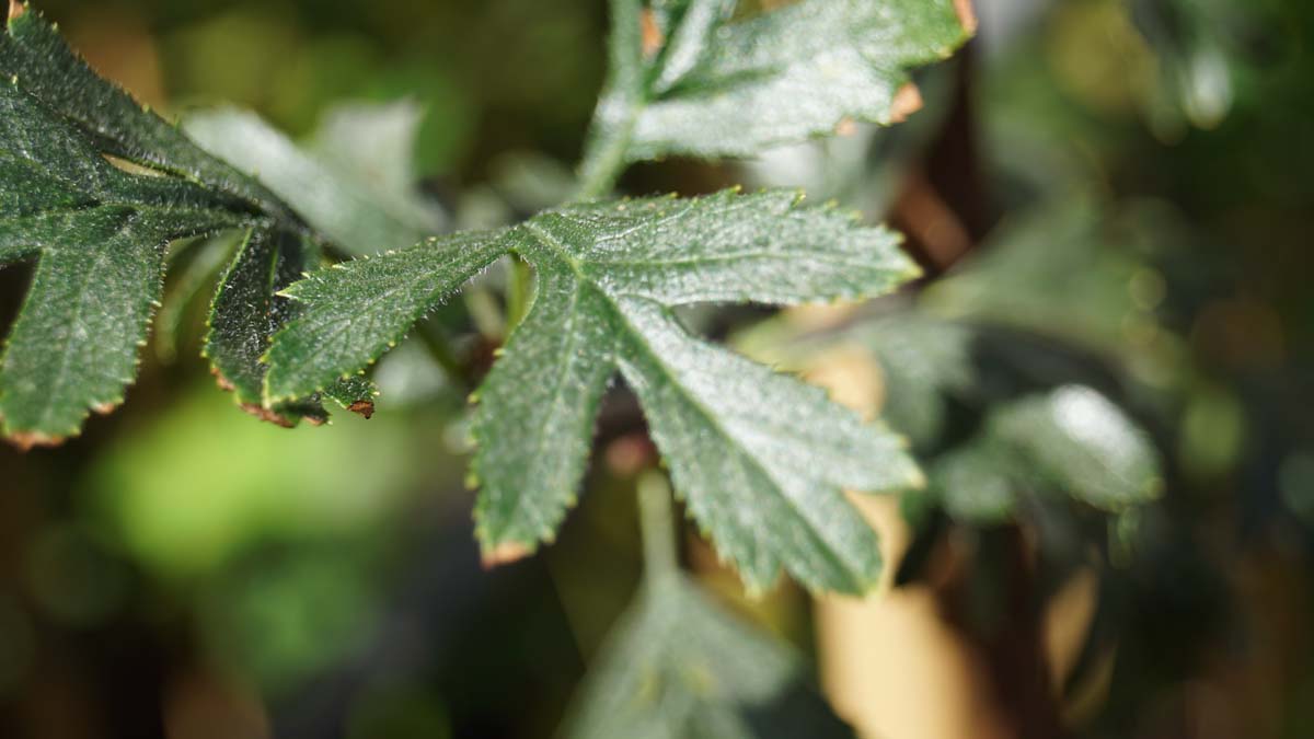 Crataegus orientalis op stam