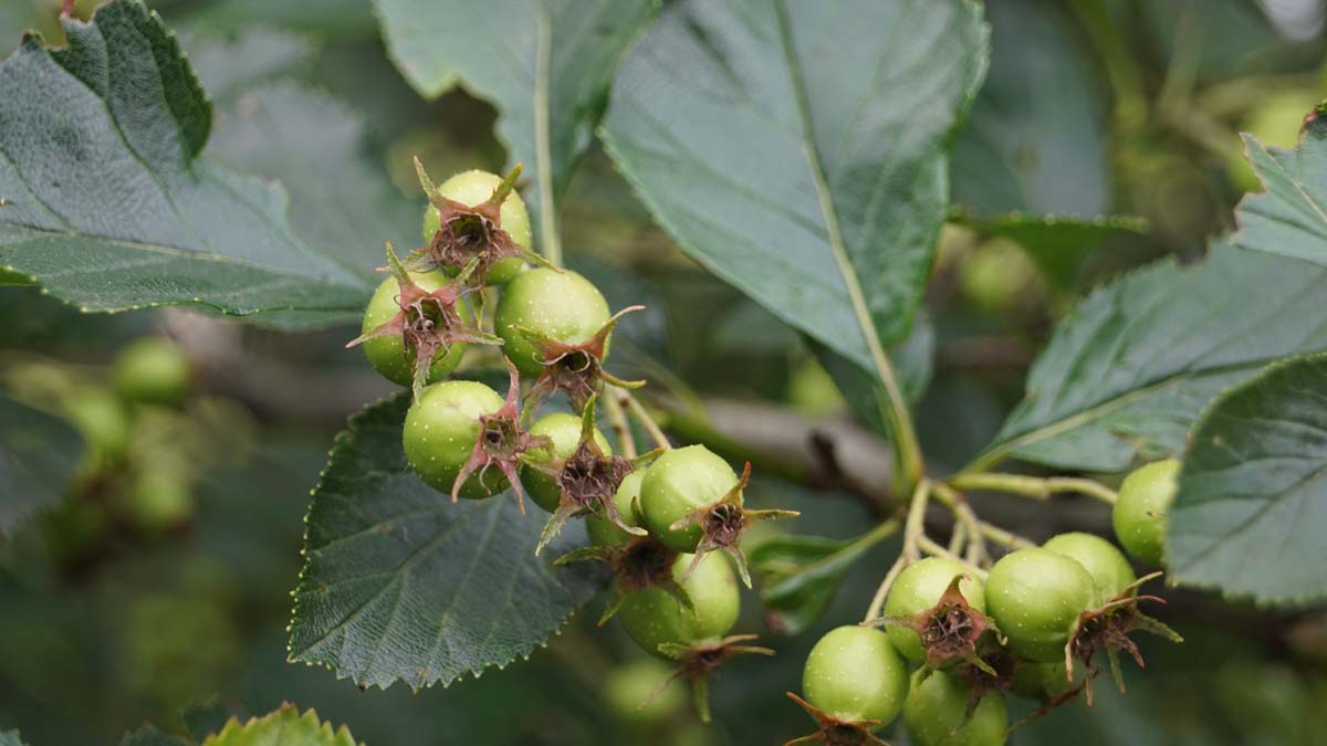 Crataegus persimilis 'Splendens' Tuinplanten blad