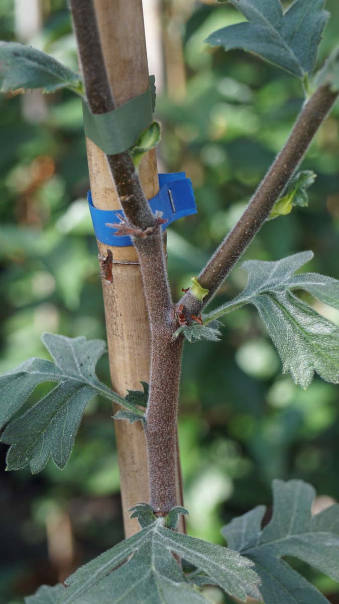 Crataegus tanacetifolia Tuinplanten