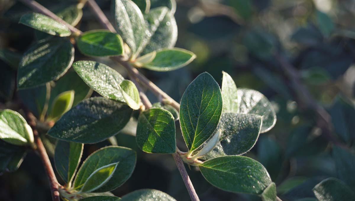Cotoneaster franchetii Tuinplanten blad