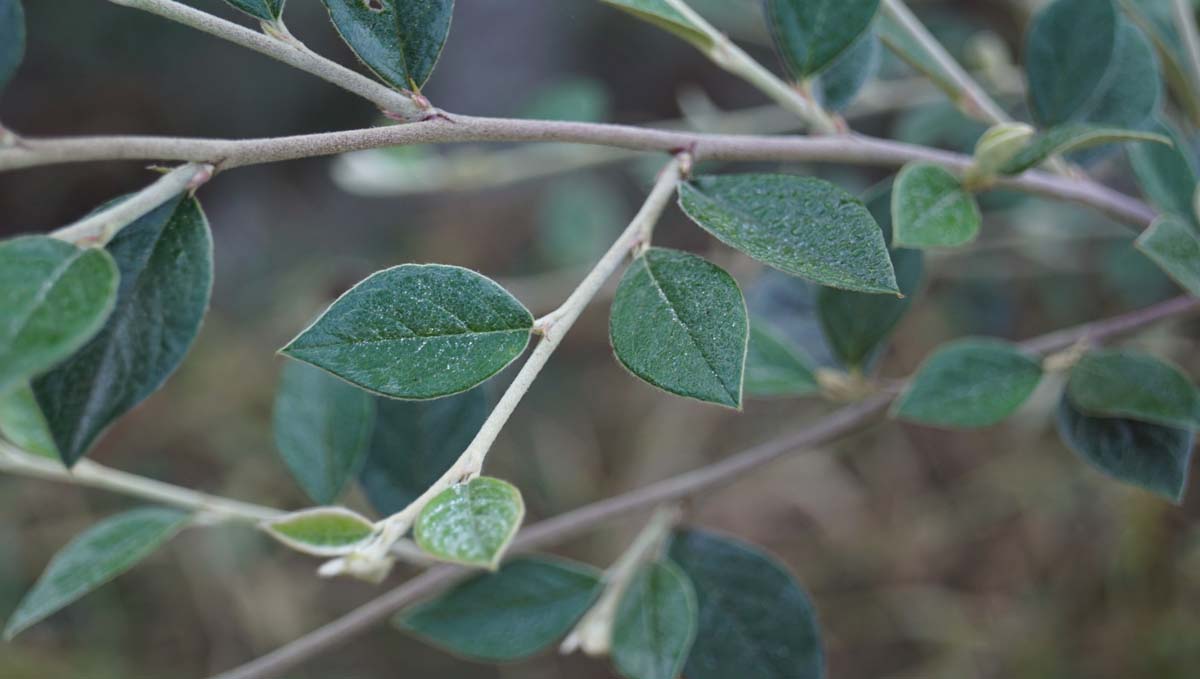 Cotoneaster franchetii Tuinplanten blad