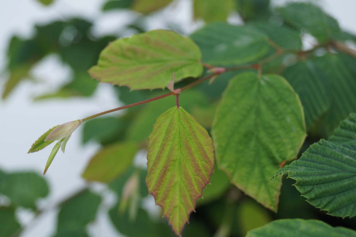 Corylopsis pauciflora Tuinplanten