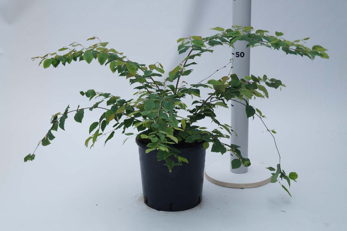 Corylopsis pauciflora meerstammig / struik