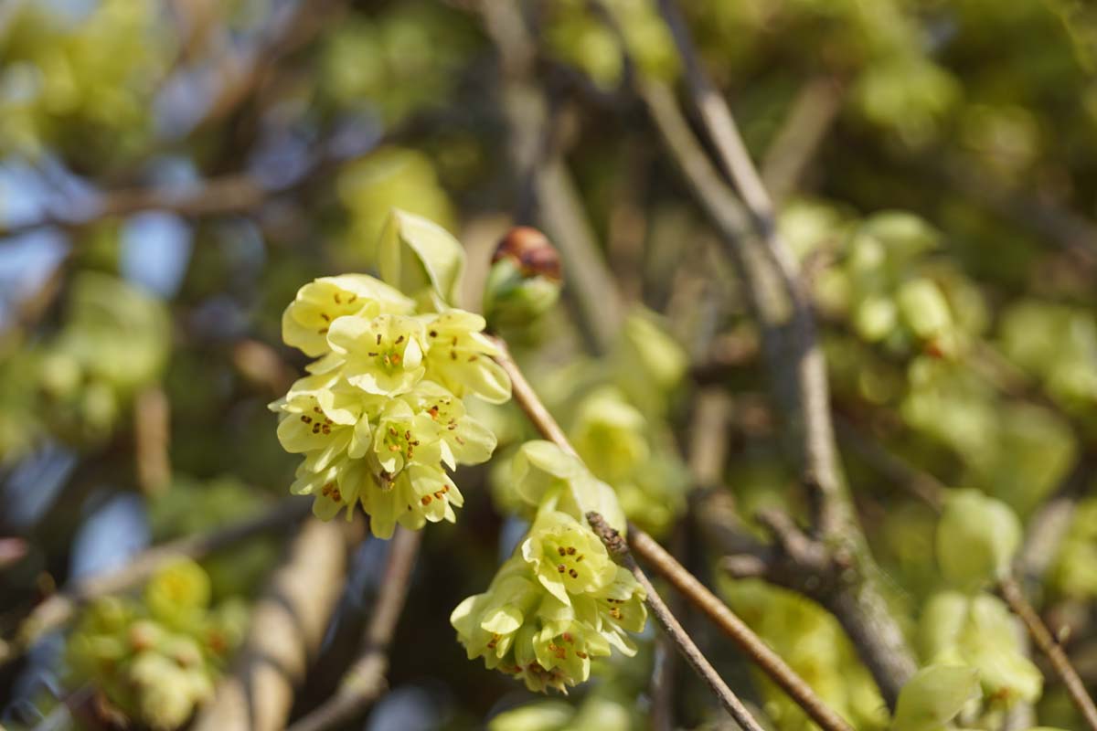 Corylopsis sinensis Tuinplanten
