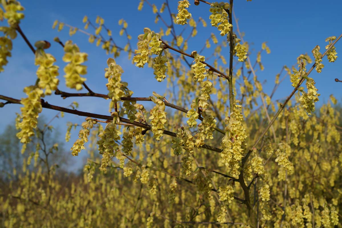 Corylopsis sinensis calvescens meerstammig / struik