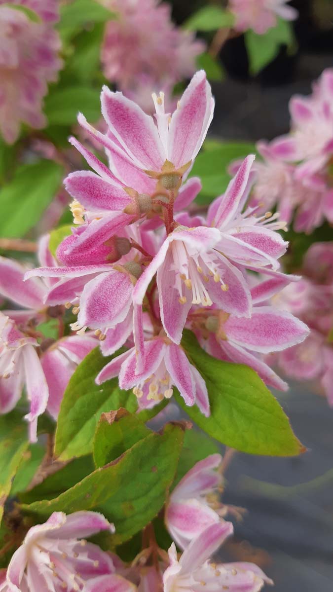 Deutzia hybrida 'Strawberry Fields' meerstammig / struik
