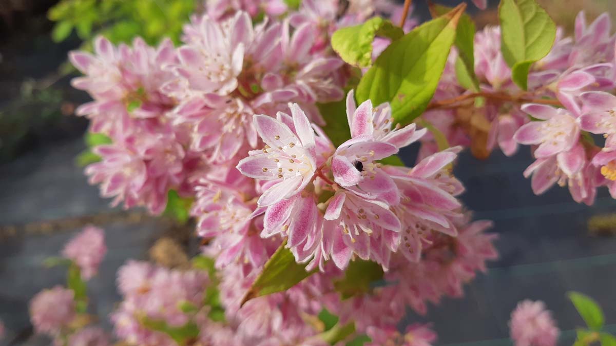 Deutzia hybrida 'Strawberry Fields' haagplant