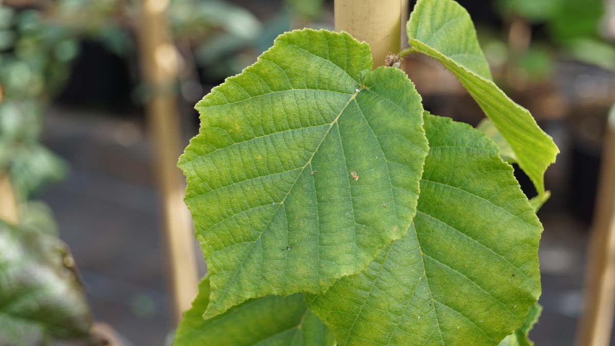Corylus americana