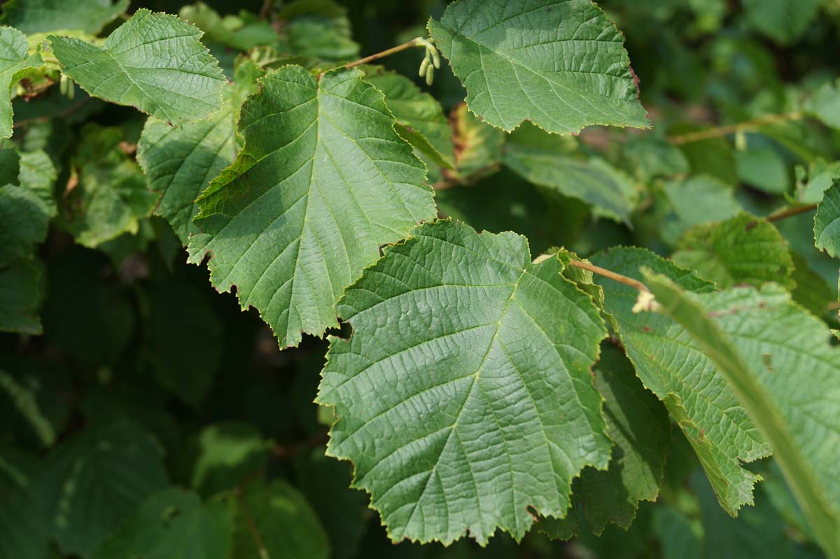 Corylus avellana op stam blad