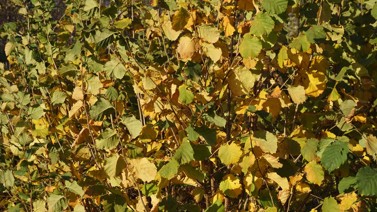 Corylus avellana op stam herfstkleur