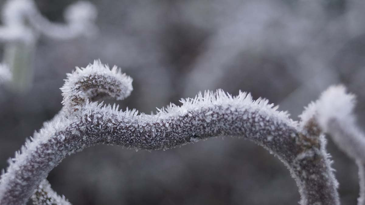 Corylus avellana 'Contorta' op stam