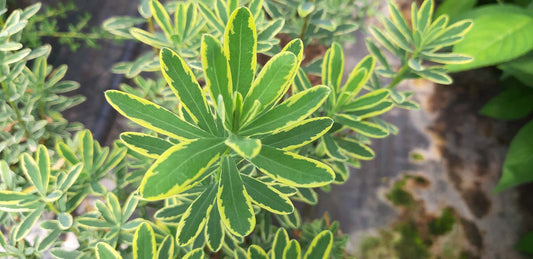 Daphne burkwoodii 'Astrid' meerstammig / struik