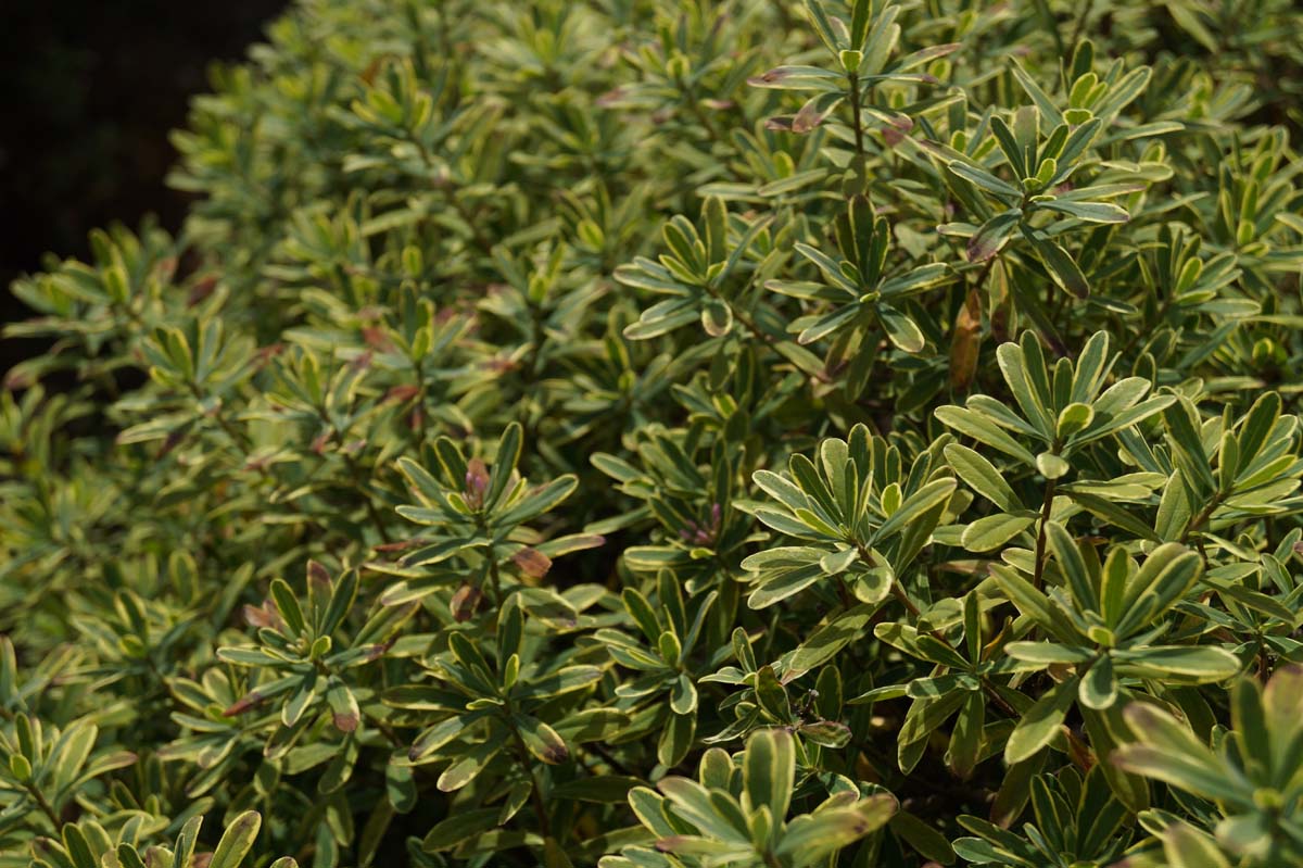 Daphne burkwoodii 'Astrid' meerstammig / struik