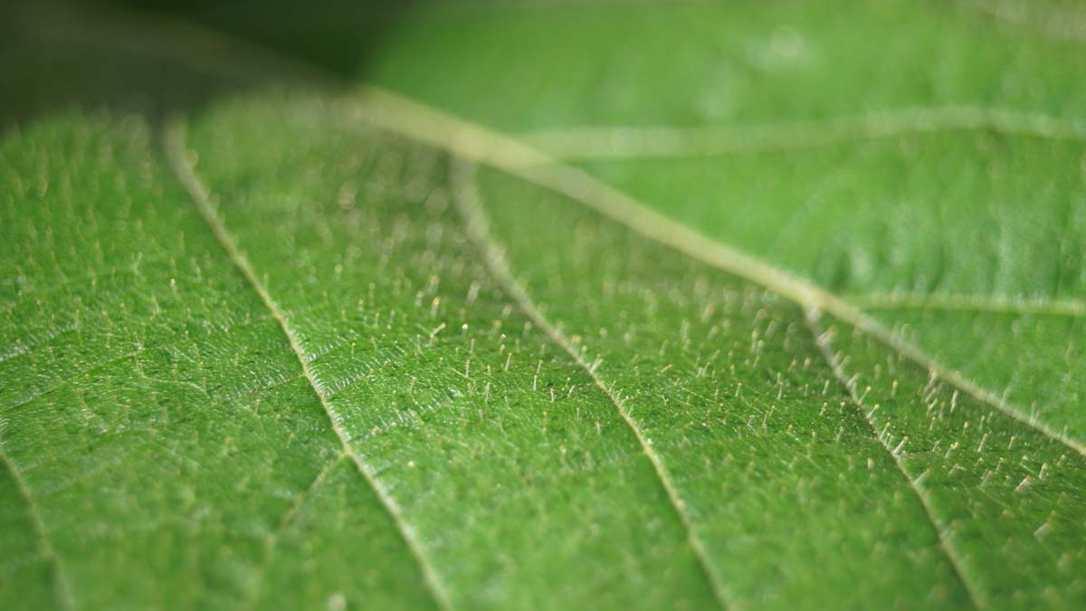 Corylus chinensis op stam