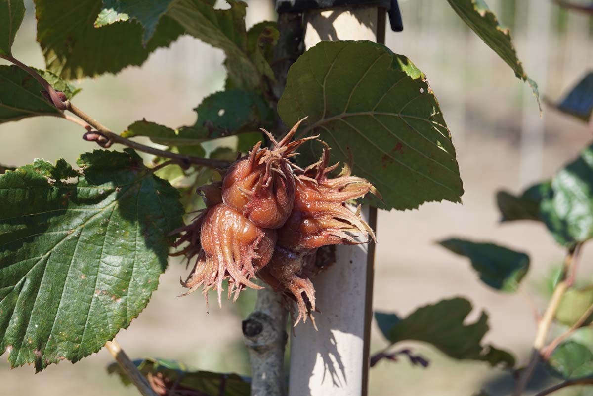 Corylus colurna 'Te-Terra Red' op stam