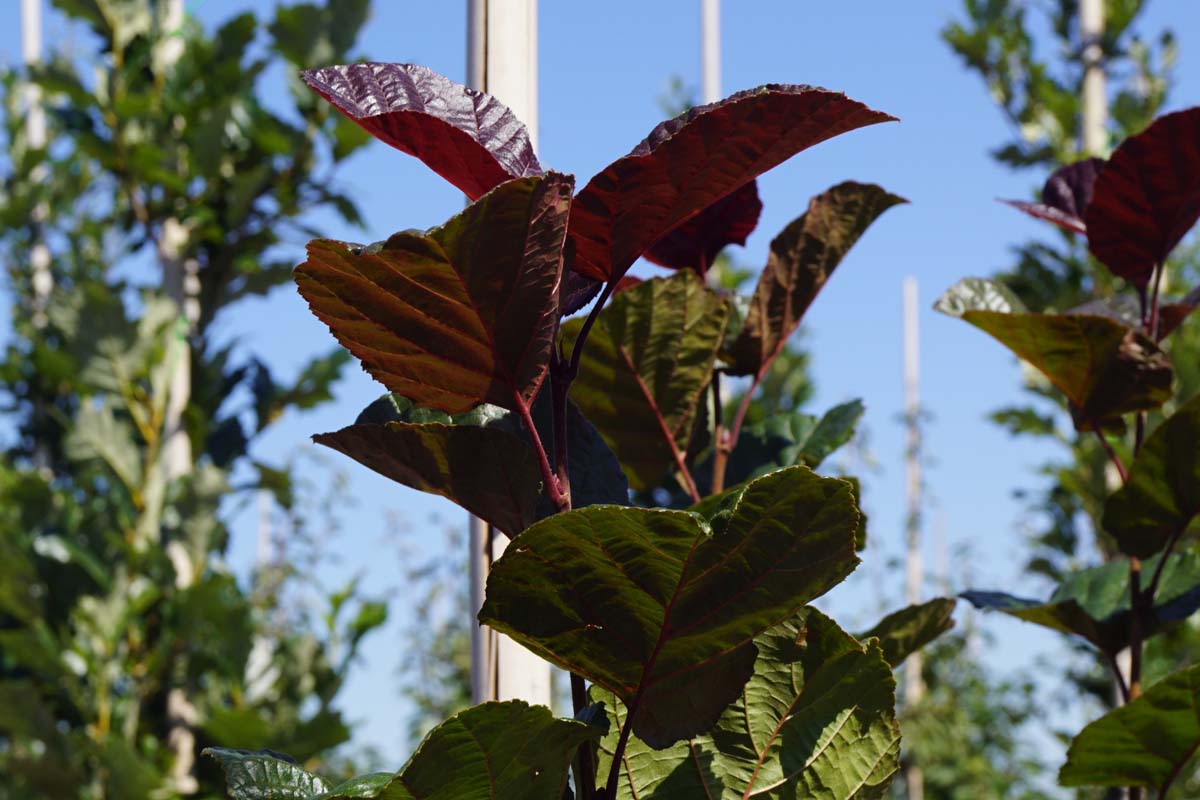 Corylus colurna 'Te-Terra Red' op stam