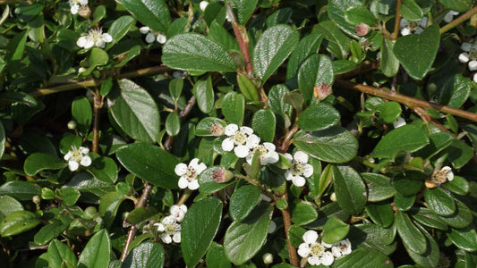 Cotoneaster radicans 'Eichholz'