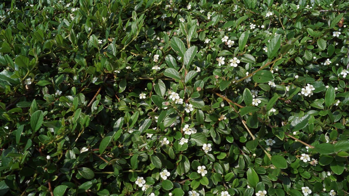 Cotoneaster radicans 'Eichholz'