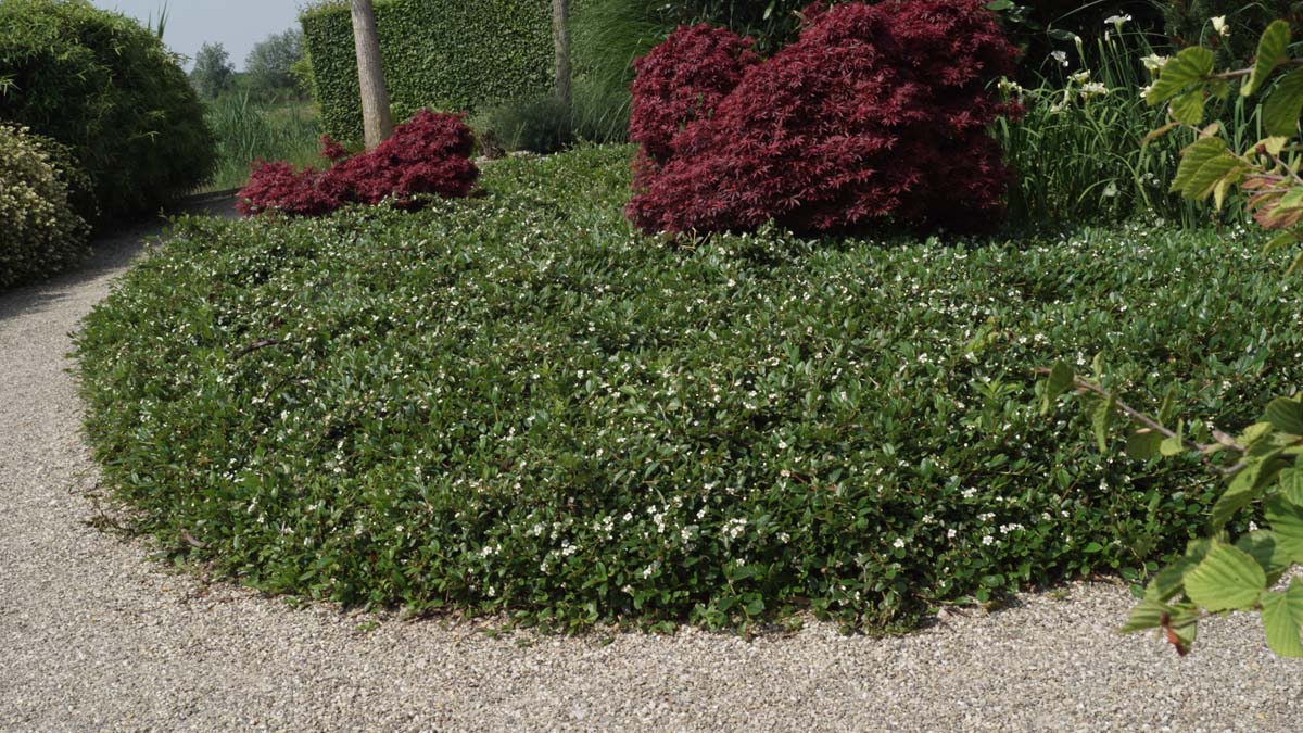 Cotoneaster radicans 'Eichholz'