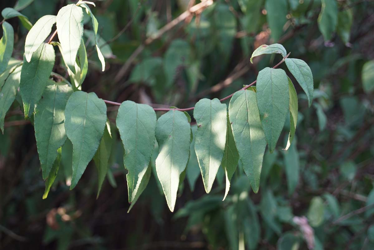 Deutzia scabra haagplant