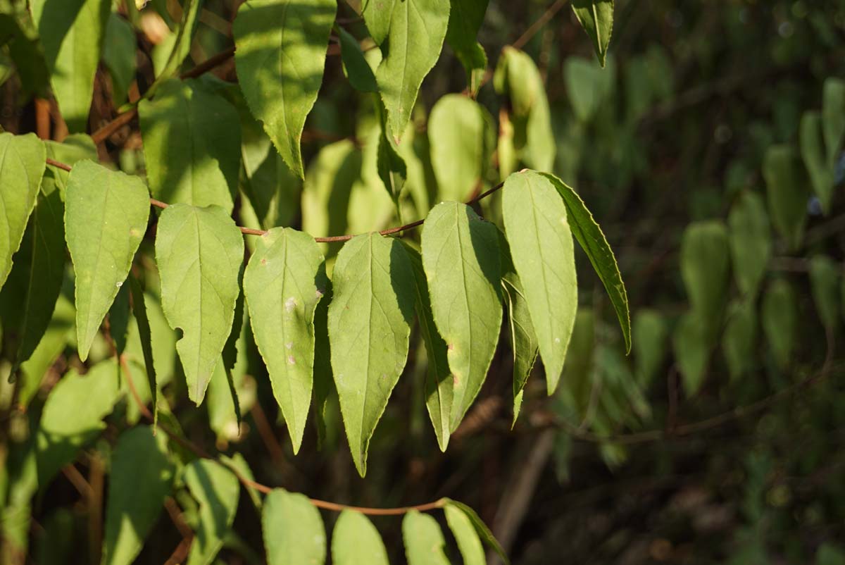 Deutzia scabra meerstammig / struik
