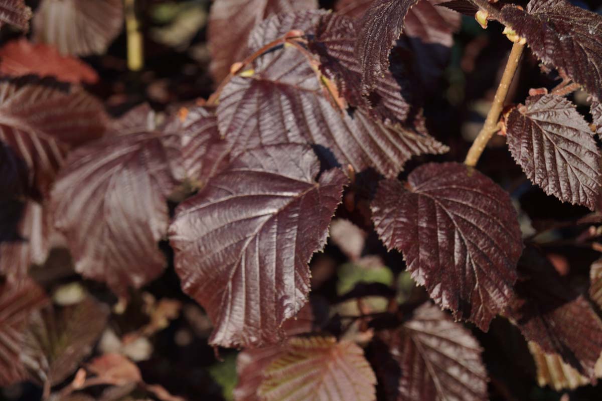 Corylus maxima 'Purpurea' meerstammig / struik blad