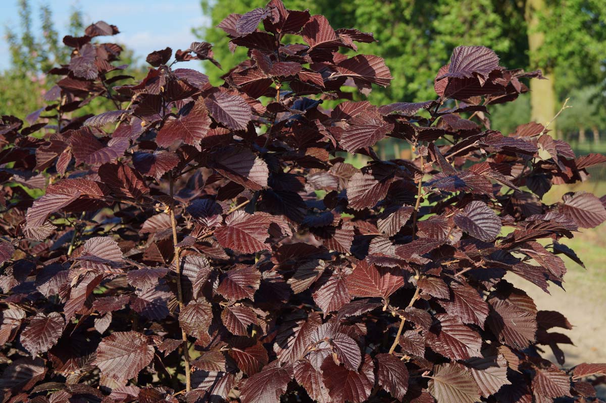 Corylus maxima 'Purpurea' meerstammig / struik blad