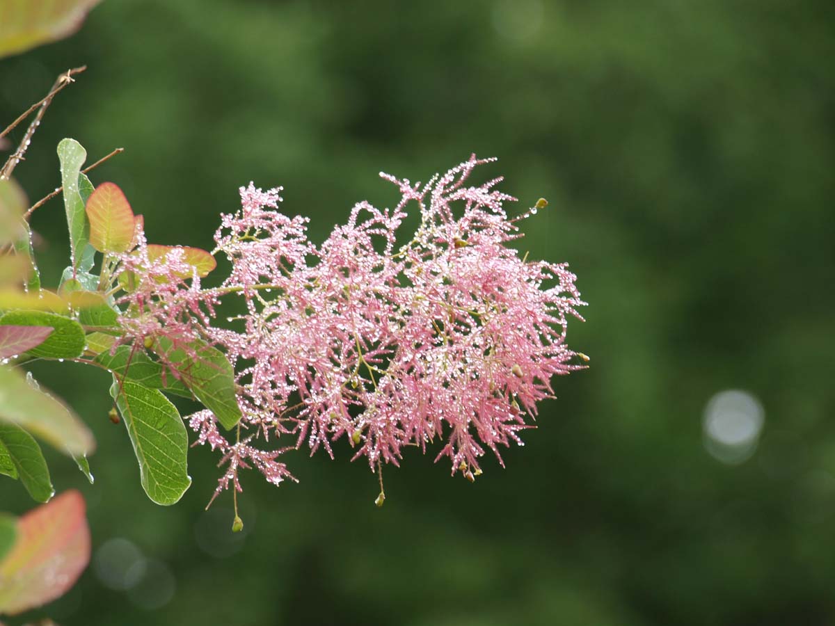 Cotinus coggygria op stam