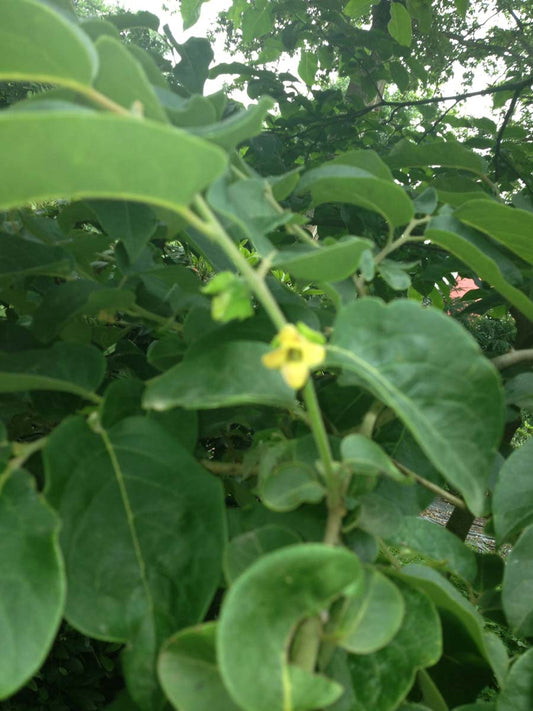 Diospyros kaki Tuinplanten