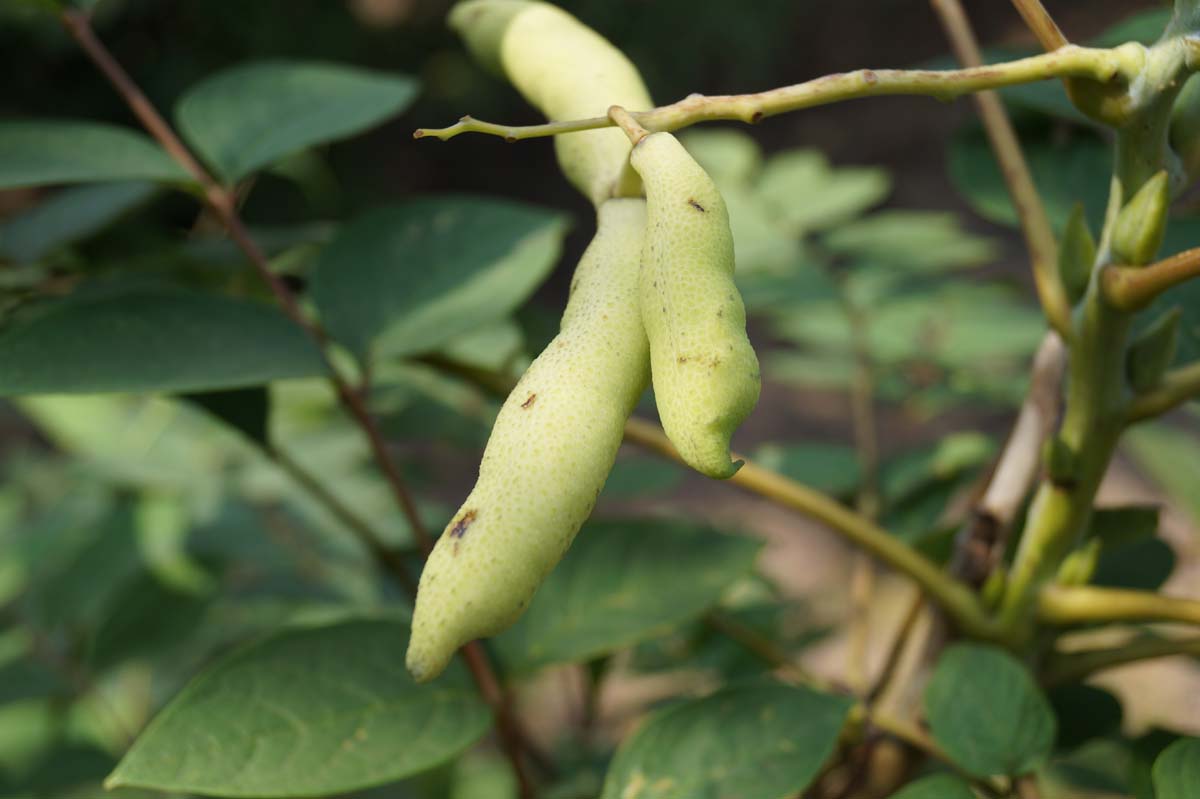 Decaisnea fargesii