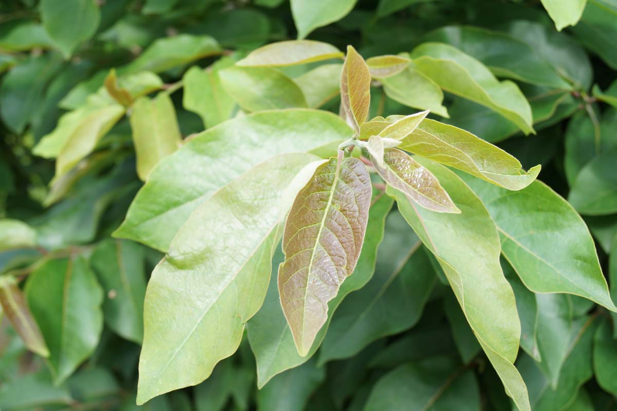 Diospyros virginiana meerstammig / struik