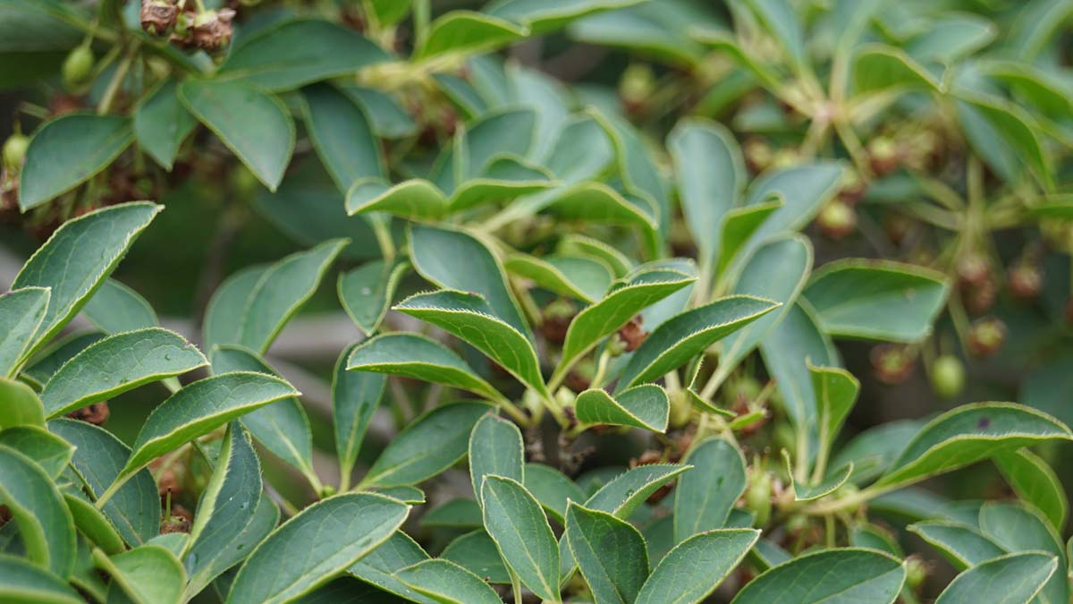 Enkianthus campanulatus Tuinplanten vrucht