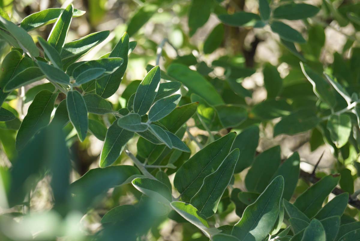 Elaeagnus angustifolia haagplant