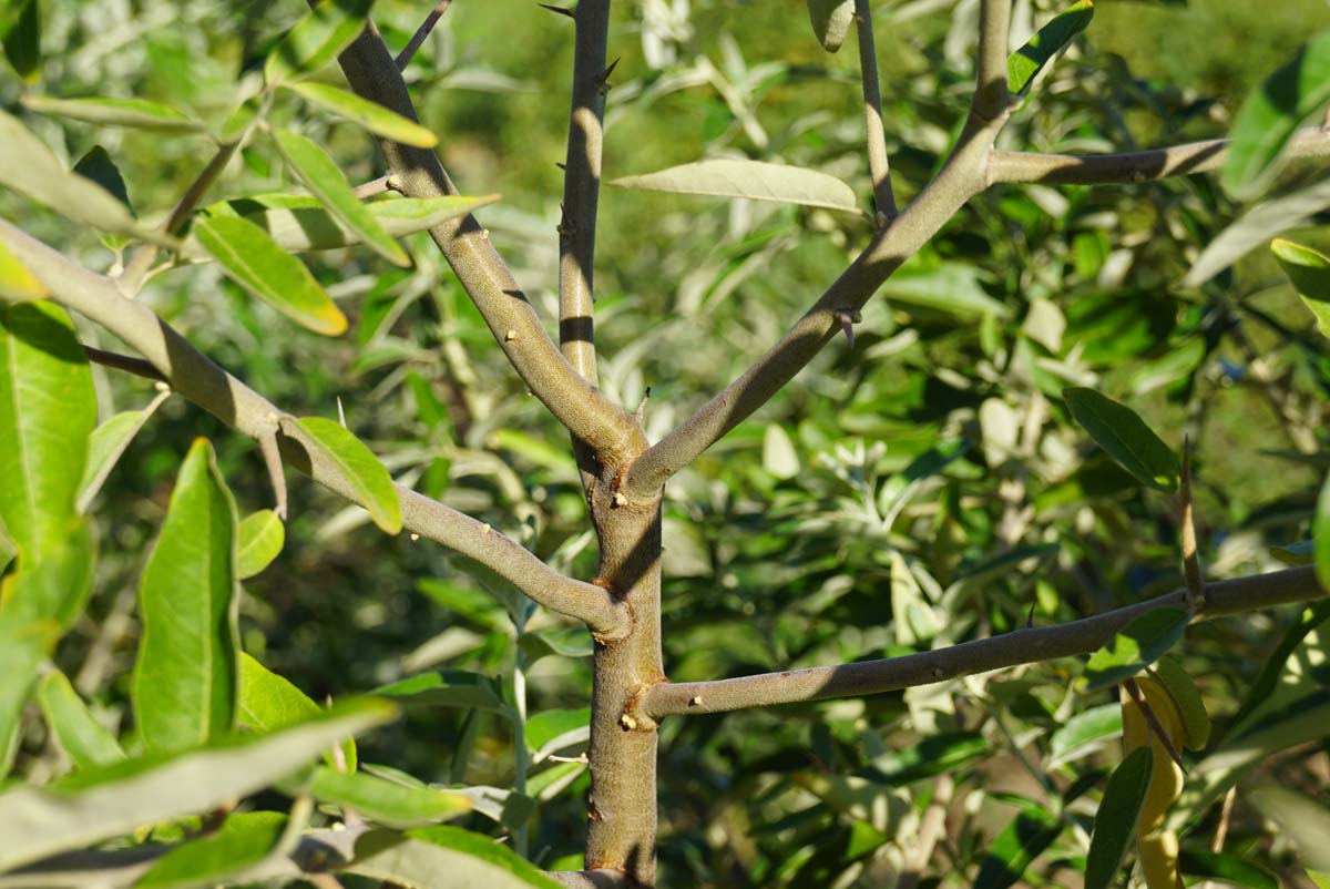 Elaeagnus angustifolia solitair