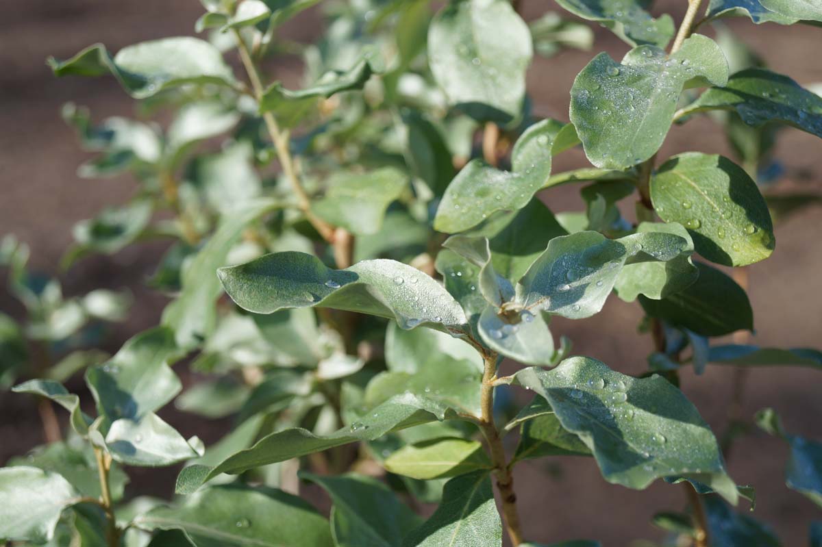 Elaeagnus commutata meerstammig / struik