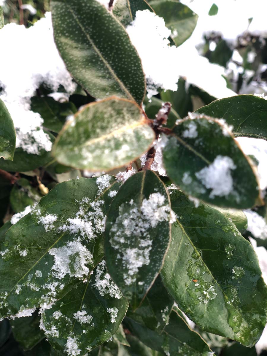 Elaeagnus ebbingei solitair winter
