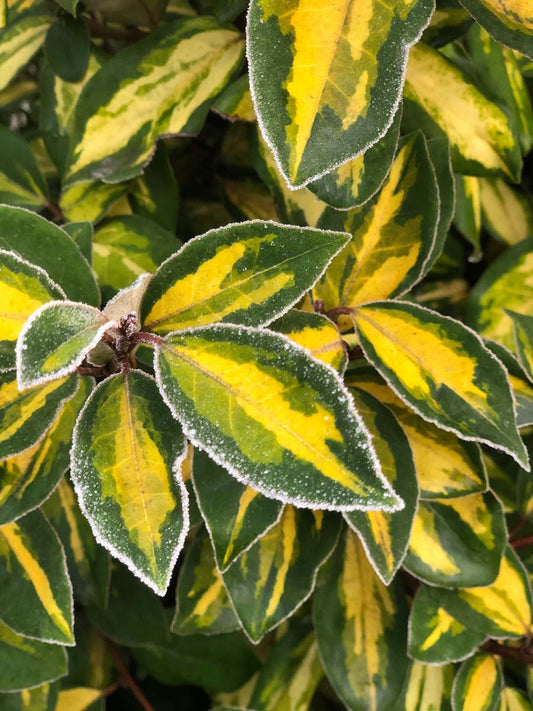 Elaeagnus ebbingei 'Limelight'