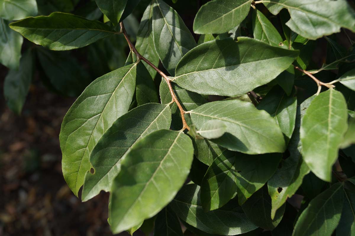 Elaeagnus pungens