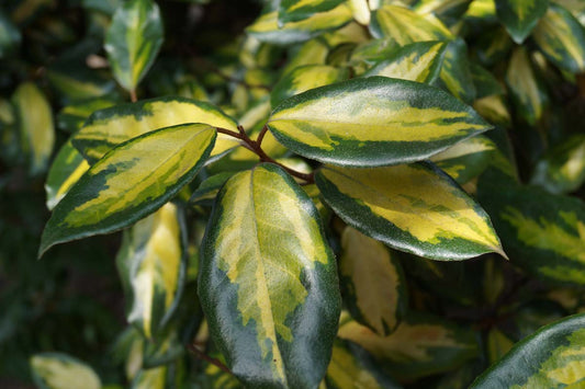 Elaeagnus pungens 'Maculata' Tuinplanten