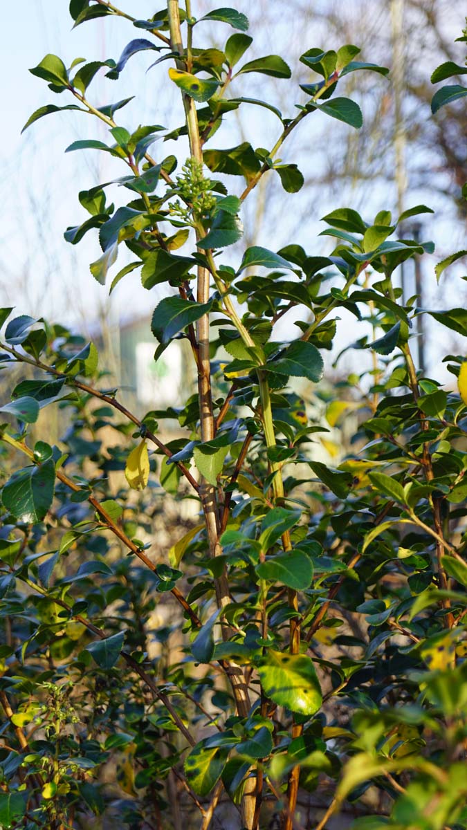 Escallonia 'Iveyi' Tuinplanten
