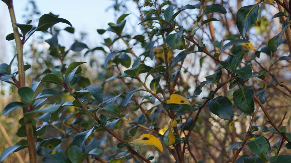 Escallonia 'Iveyi' meerstammig / struik