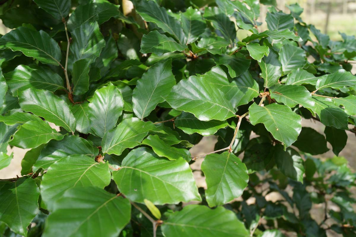 Fagus sylvatica leiboom