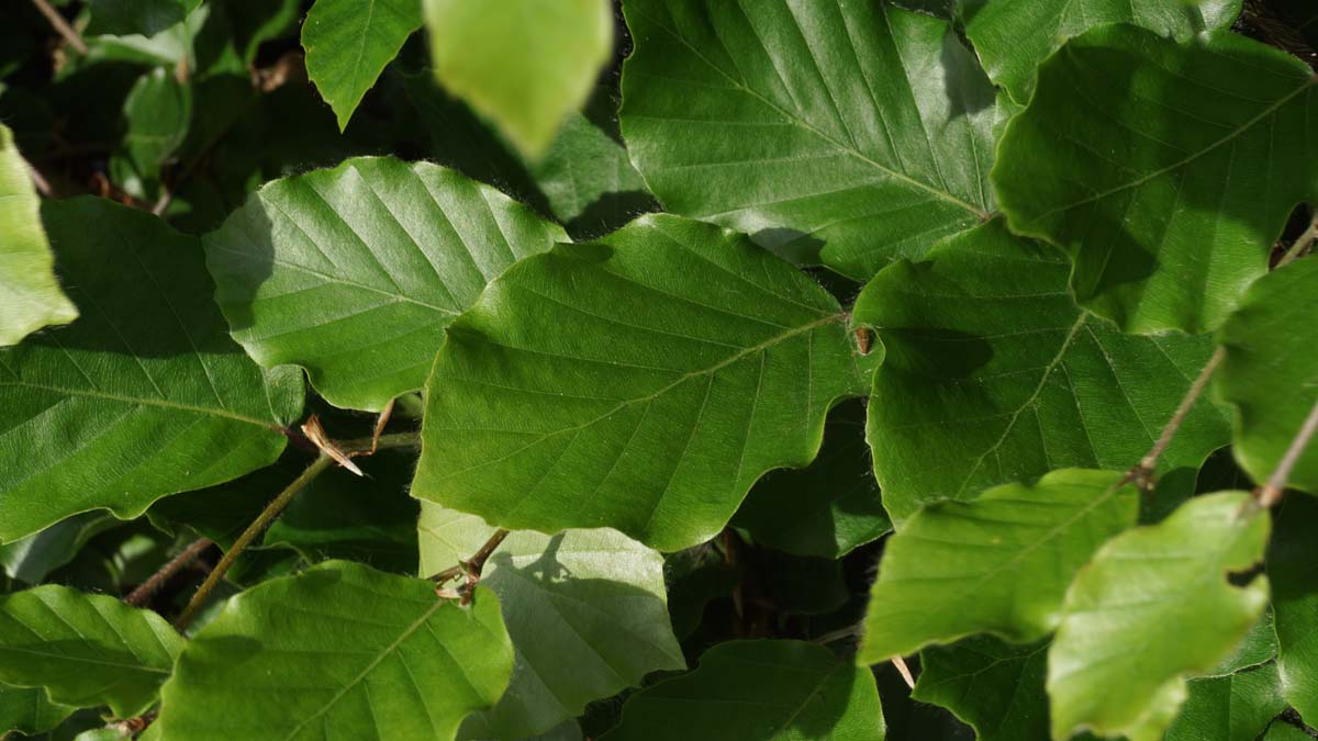 Fagus sylvatica op stam blad