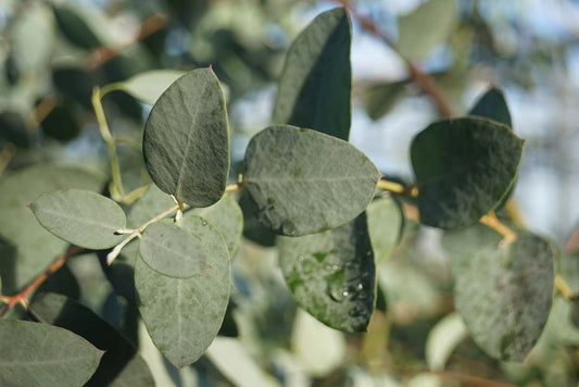 Eucalyptus gunnii meerstammig / struik