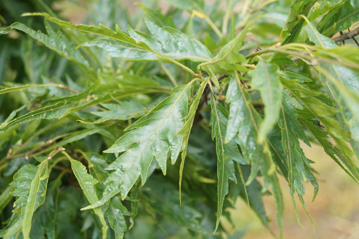 Fagus sylvatica 'Aspleniifolia' Tuinplanten blad