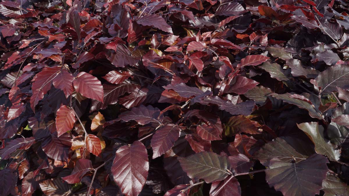 Fagus sylvatica 'Atropunicea' meerstammig / struik blad
