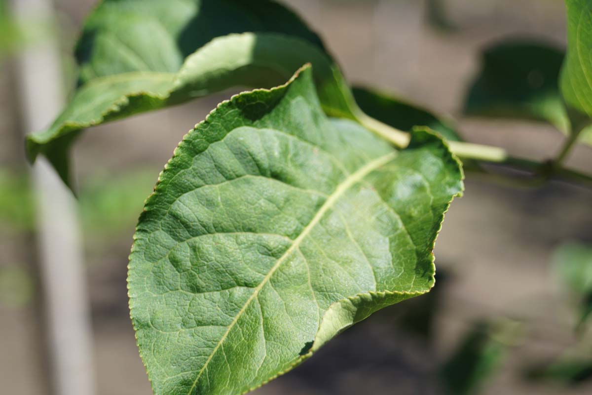 Euonymus hamiltonianus op stam blad
